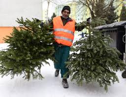 zber vianočných stromčekov